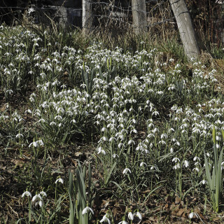Schneegloeckchen_Galanthus_20260225_0003_B_Web