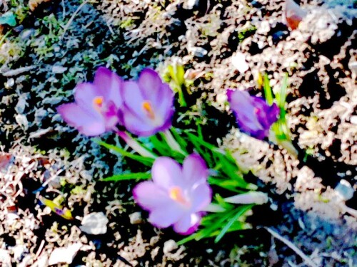 K800_Gartenkrokusse-Anfang-Marz-2026-2.jpeg