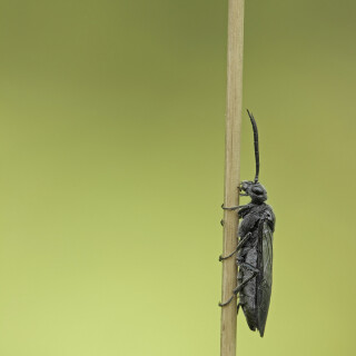 Schwarze-Getreideblattwespe_Dolerus-nitens_20230505_0006_B_Web