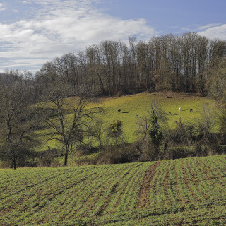 Landschaft-bei-Fraenkisch-Crumbach_20260116_0004_B_Web