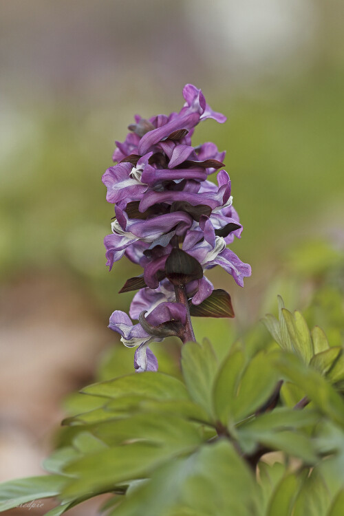 Hohler-Lerchensporn_Corydalis-cava_20260309_0002_B_Web.jpeg