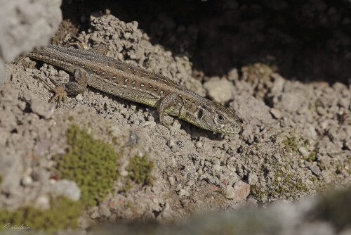 Zauneidechse_Lacerta-agilis_20260309_0001_B1_Web.jpeg