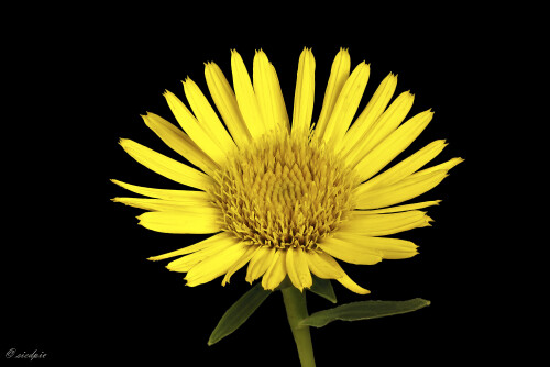 Schwertblaettriger-Alant_Inula-ensifolia_20240812_0002-28_B_Web.jpeg