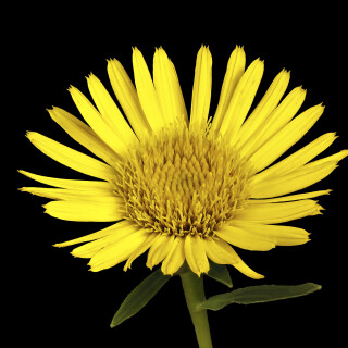 Schwertblaettriger-Alant_Inula-ensifolia_20240812_0002-28_B_Web