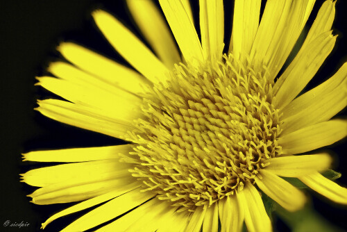 Schwertblaettriger-Alant_Inula-ensifolia_20240812_0004-20_B_Web.jpeg