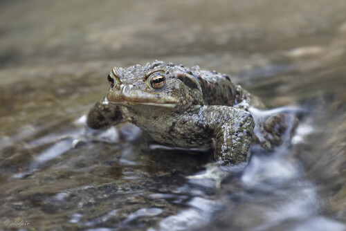 Erdkroete_Bufo-bufo_20260309_0001_B_Web.jpeg
