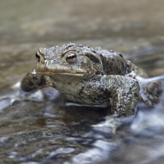 Erdkroete_Bufo-bufo_20260309_0001_B_Web