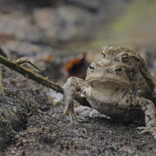 Erdkroete_Bufo-bufo_20260311_0003_B_Web