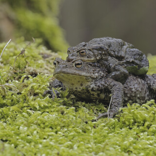 Erdkroete_Bufo-bufo_20260311_0056_B_Web