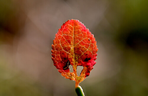 2026-03-18-Heidelbeerblatt-2.jpeg