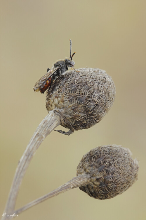 Rotschwarze-Wespenbiene_Nomada-fabriciana_20260319_0005_B_Web.jpeg