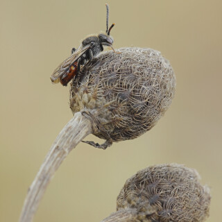 Rotschwarze-Wespenbiene_Nomada-fabriciana_20260319_0005_B_Web