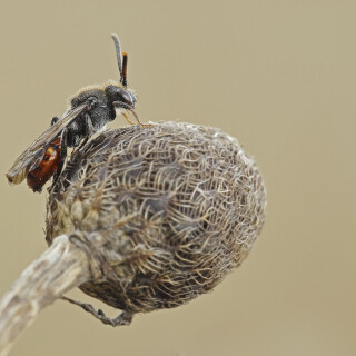 Rotschwarze-Wespenbiene_Nomada-fabriciana_20260319_0008_B_Web
