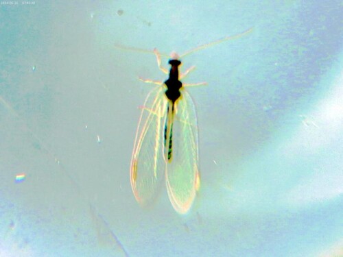 K800_Gemeine-FlorfliegeChrysopa-carneaStephen-1836-1-3.jpeg
