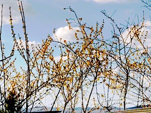 K800_Forsythien-in-Blute-1-2.jpeg