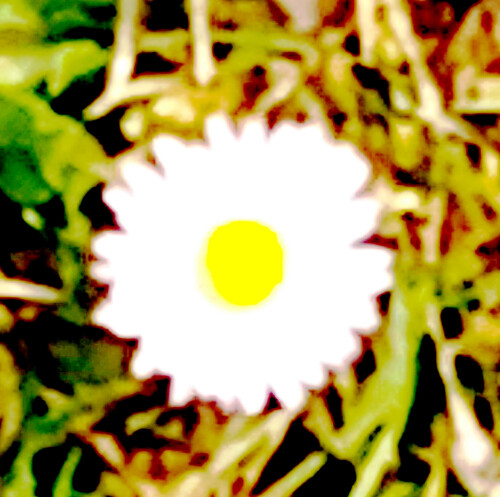 GanseblumchenBellis-perennisL.-.jpeg