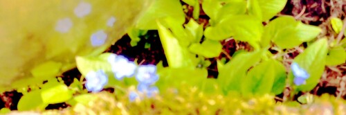 K800_Fruhlings-Nabelnusschen_upscayl_1x_upscayl-standard-4x.jpeg
