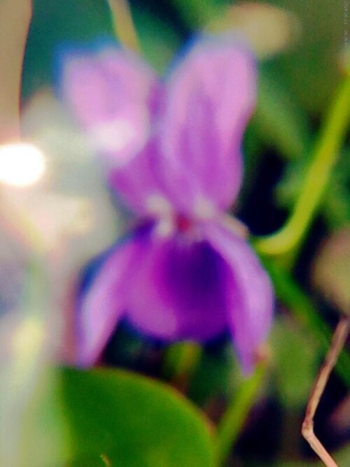 K800_DuftveilchenViola-odorataSchmid-2_inPixio.jpeg
