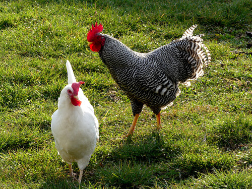 2026-03-23-Ermunterung-zum-Eierlegen-fur-Ostern.jpeg