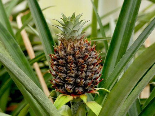 2026-03-25-Ananas-1.jpeg