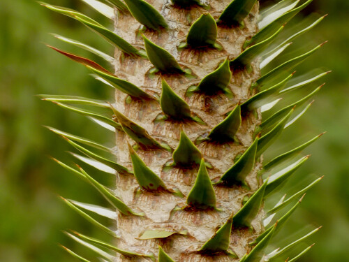 2026-03-25-Botanischer-Garten-Munchen-Chilenische-Araukarie-2.jpeg