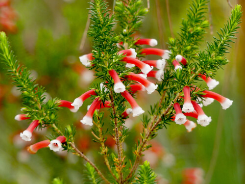 2026-03-25-Botanischer-Garten-Munchen-Erica-leucotrachela-1.jpeg