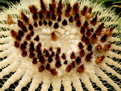 2026-03-25-Botanischer-Garten-Munchen-Goldkugelkaktus-od-Schwiegermutterstuhl-1.jpeg