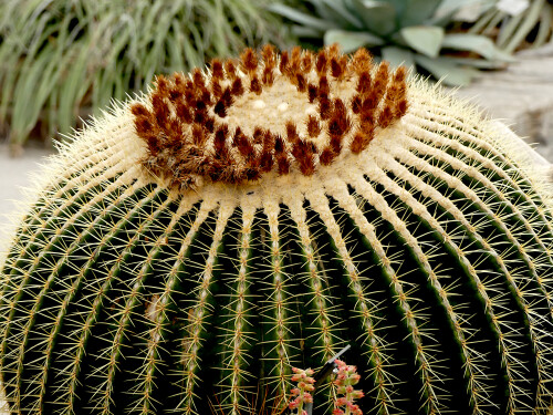 2026-03-25-Botanischer-Garten-Munchen-Goldkugelkaktus-od-Schwiegermutterstuhl-4.jpeg