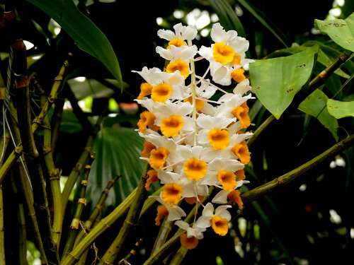 2026-03-25-Botanischer-Garten-Munchen-Orchidee-5.jpeg