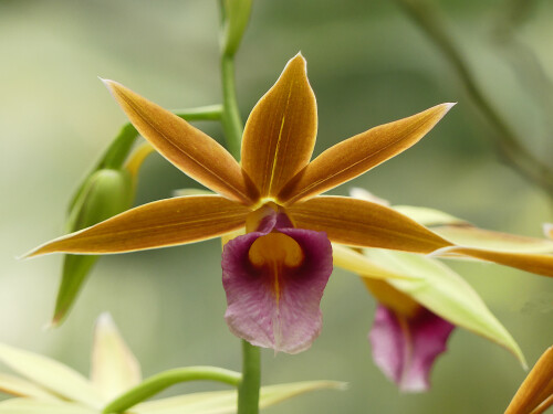 2026-03-25-Botanischer-Garten-Munchen-Orchidee-8.jpeg