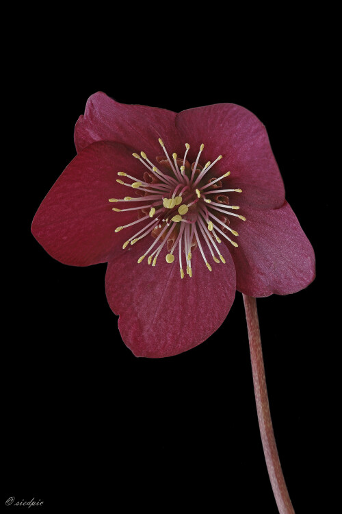 Orientalische-Nieswurz_Helleborus-orientalis_20260308_0002_B_Web.jpeg