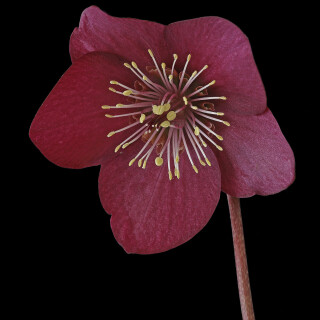 Orientalische-Nieswurz_Helleborus-orientalis_20260308_0002_B_Web