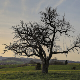 Apfelbaum_Malus_20260323_0001_B1_HDR_Web