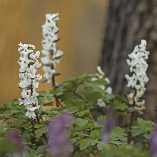Hohler-Lerchensporn_Corydalis-cava_20260309_0016_B_Web