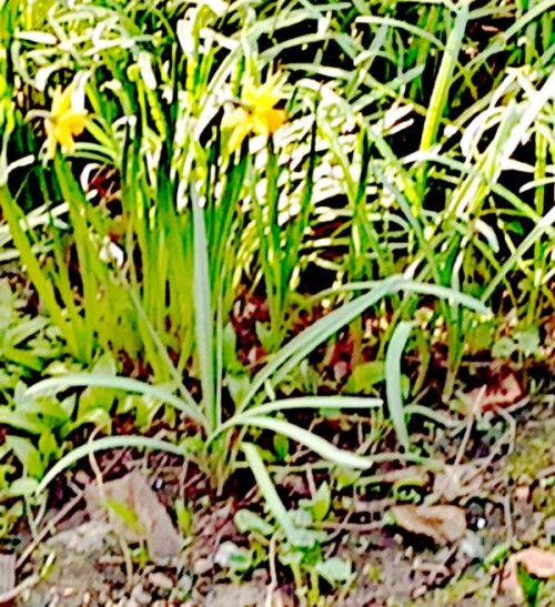 K800_Zwei-kleine-osterglockenNarzissus-pseudonarcissusL..jpeg