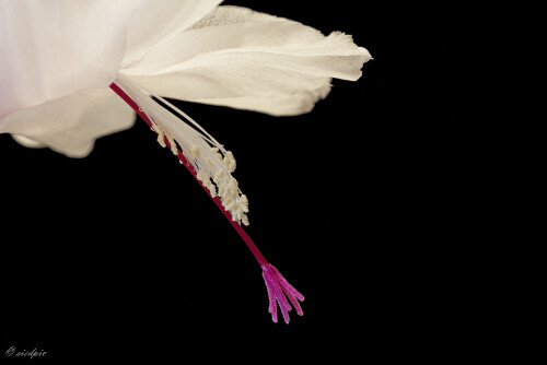 Kaktus_Schlumbergera_20260303_0001_B_Web.jpeg