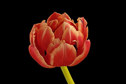 Tulpe_Tulipa_20260330_0001-40_B_Web.jpeg