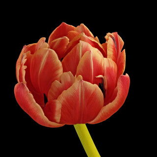 Tulpe_Tulipa_20260330_0001-40_B_Web