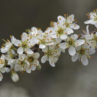 Schwarzdorn_Prunus-spinosa_20260401_0008_B_Web