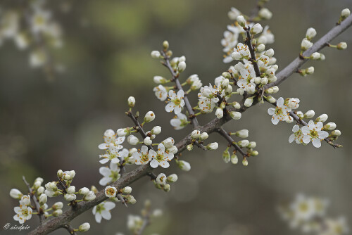 Schwarzdorn_Prunus-spinosa_20260401_0010_B1_Web.jpeg