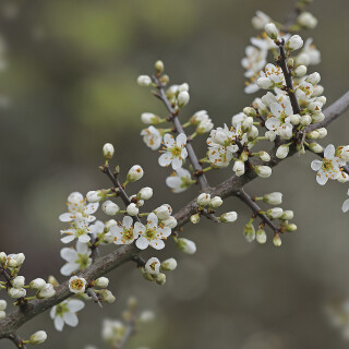 Schwarzdorn_Prunus-spinosa_20260401_0010_B1_Web