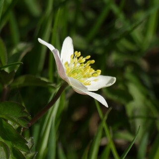 2000-2026-04-02-Buschwindroschen-919