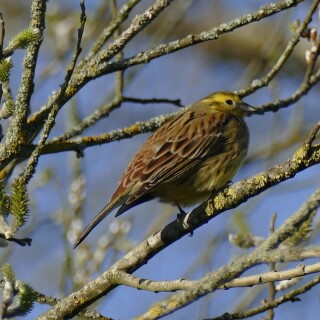 2000-2026-04-07-Goldammer-994