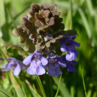 2000-2026-04-07-gunderrmann-945