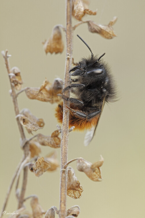 Gehoernte-Mauerbiene_Osmia-cornuta_20260323_0015_B_Web.jpeg