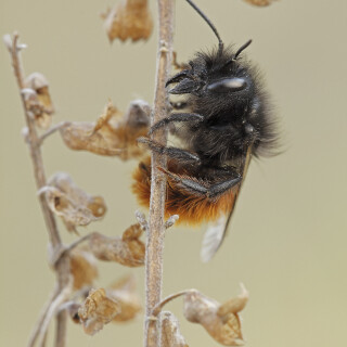 Gehoernte-Mauerbiene_Osmia-cornuta_20260323_0015_B_Web