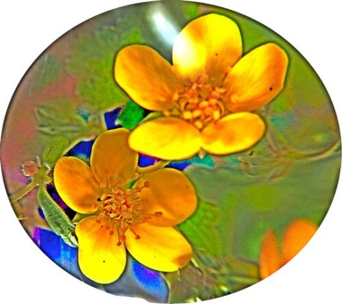 K640_K800_Gold--FingerkrautPotentilla-aureaL..jpeg