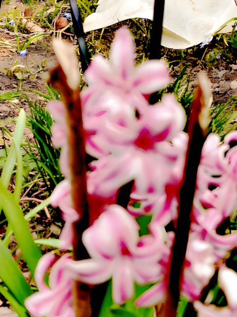 K800_K640_Garten-Hyazinthe3_upscayl_1x_upscayl-standard-4x.jpeg