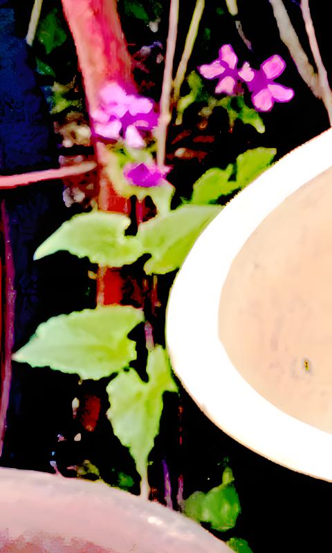 K800_K640_MondvioleLunaria-annuaL.-1-2_upscayl_1x_upscayl-standard-4x.jpeg