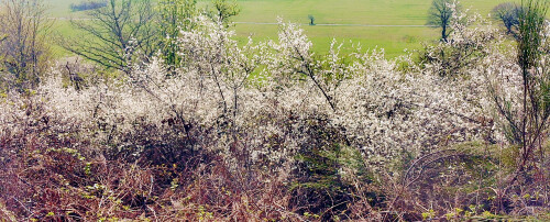 Bluhende-Schlehdornbusche.jpeg